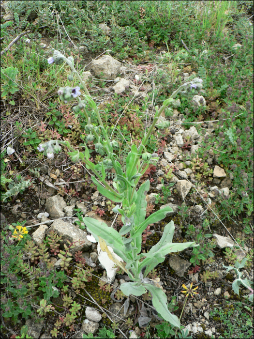 Cynoglossum creticum