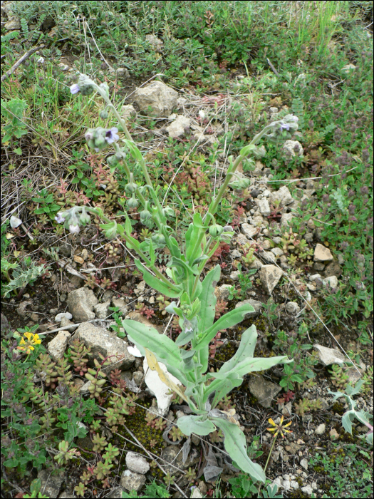 Cynoglossum creticum