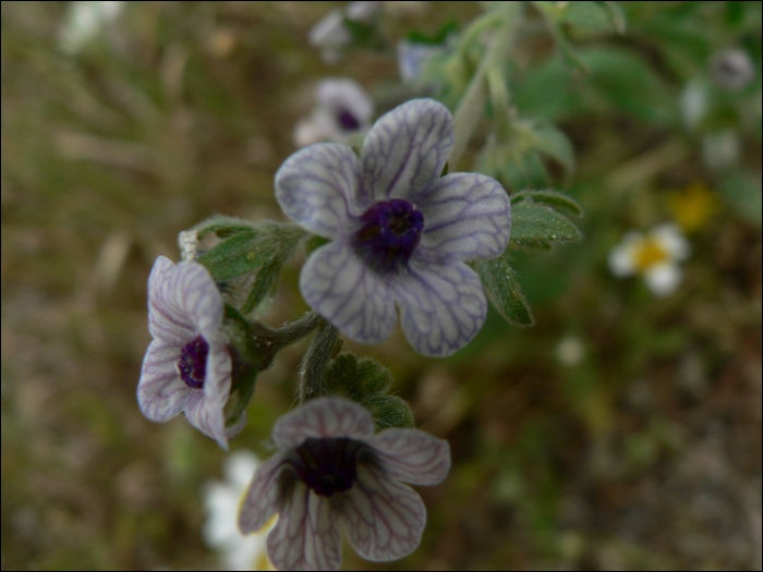 Cynoglossum creticum