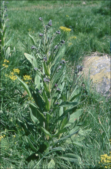 Cynoglossum germanicum Jacq.