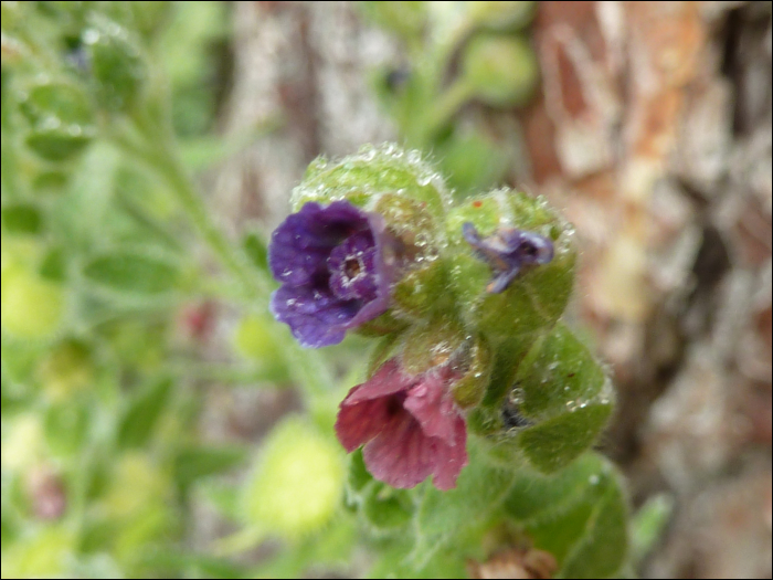 Cynoglossum officinale