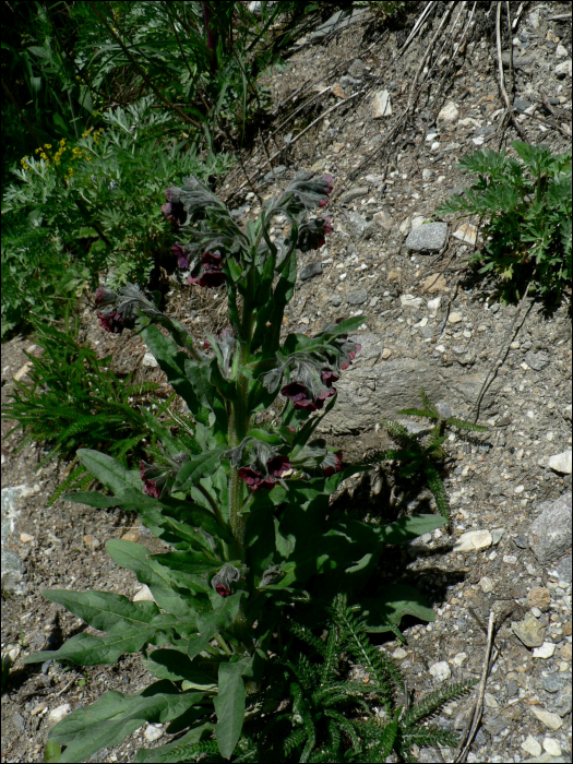 Cynoglossum officinale