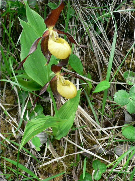 Cypripedium calceolus