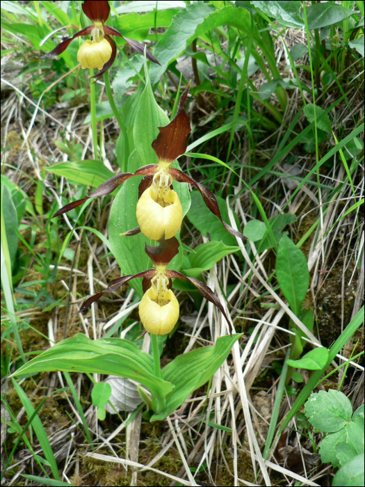 Cypripedium calceolus