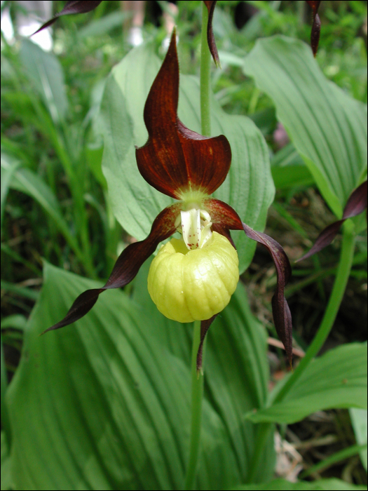 Cypripedium calceolus