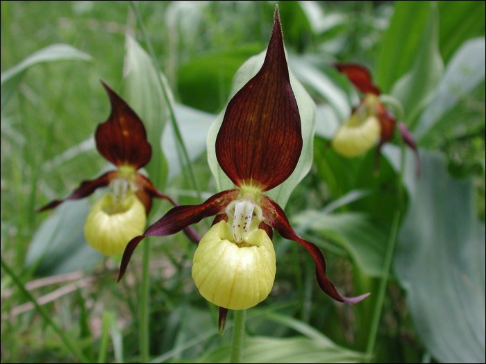 Cypripedium calceolus