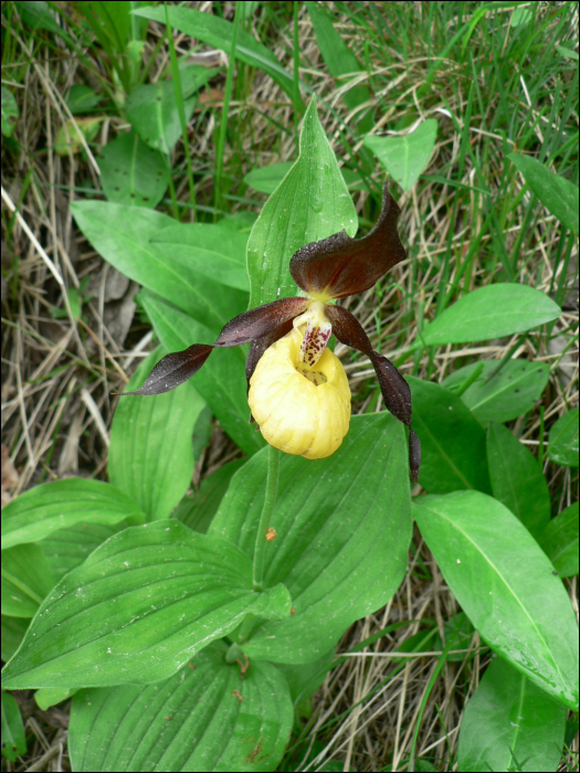 Cypripedium calceolus