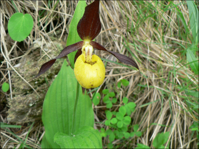 Cypripedium calceolus