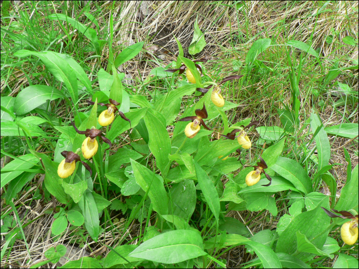 Cypripedium calceolus