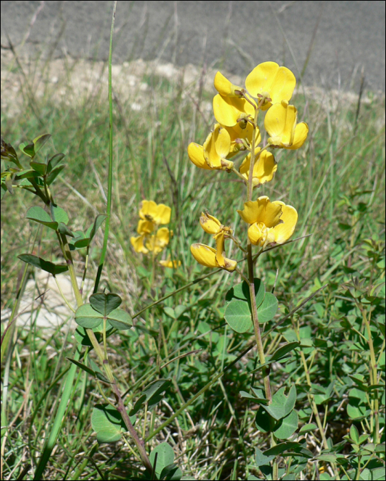 Cytisophyllum sessilifolium