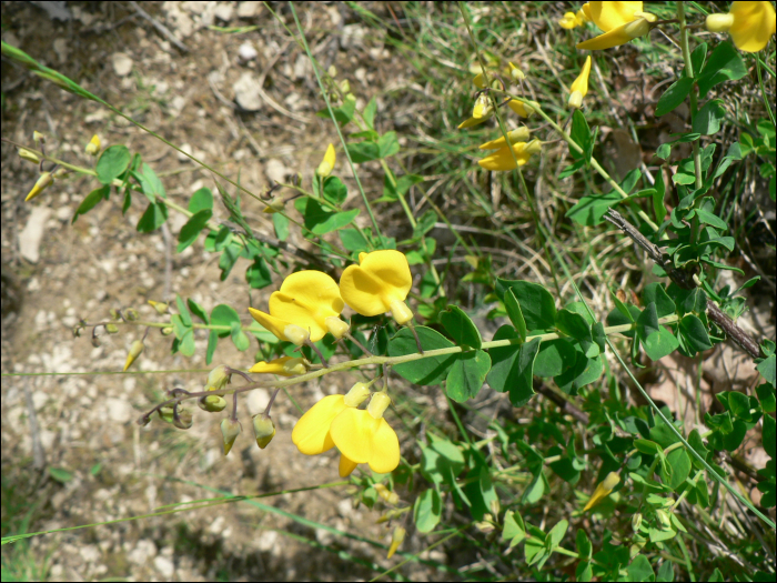 Cytisophyllum sessilifolium