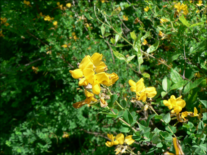 Cytisophyllum sessilifolium