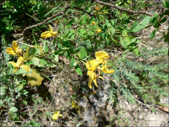 Cytisophyllum sessilifolium