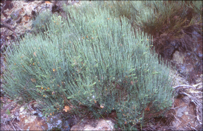 Cytisus balansae (=Cytisus purgans L.)