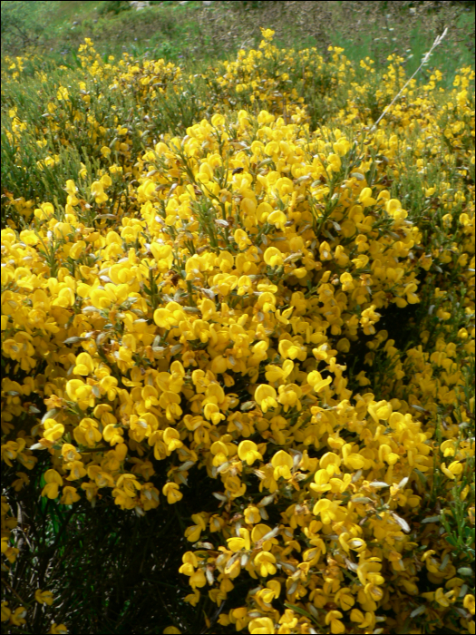 Cytisus balansae (=Cytisus purgans L.)