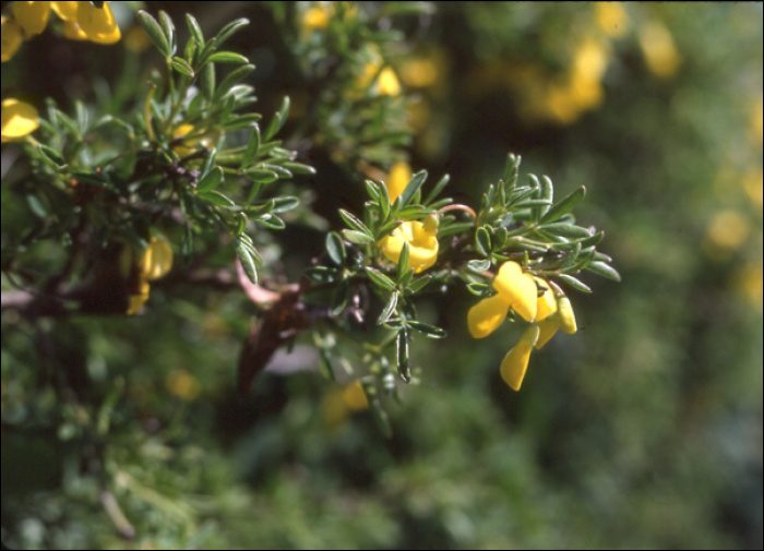 Cytisus emeriflorus Reichb.