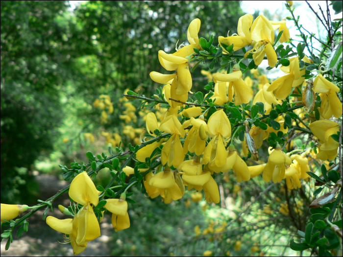 Cytisus scoparius (L.) (=Sarothamnus scoparius L.)  