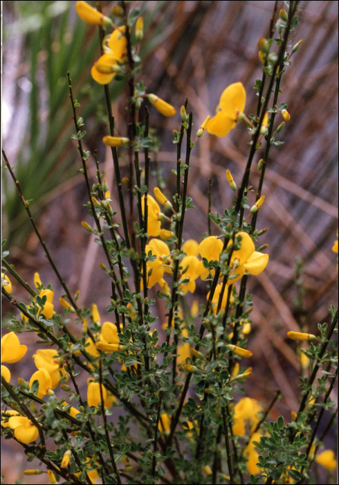 Cytisus scoparius (L.) (=Sarothamnus scoparius L.)  