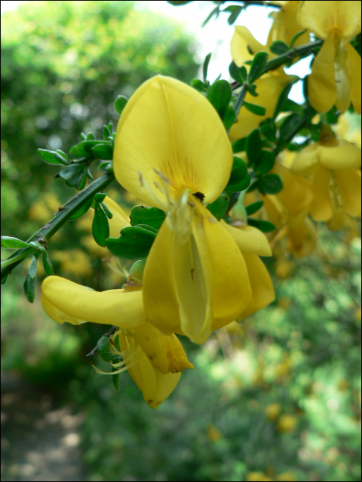 Cytisus scoparius (L.) (=Sarothamnus scoparius L.)  