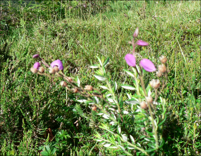 Daboetia cantabrica