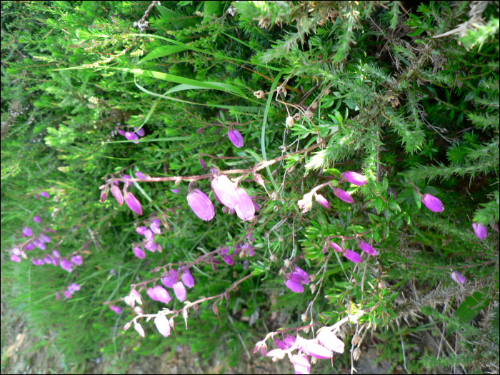 Daboetia cantabrica