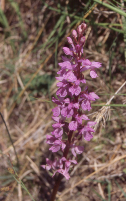 Dactylorhiza elata