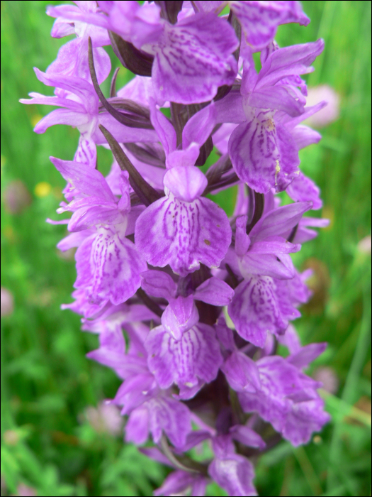 Dactylorhiza elata