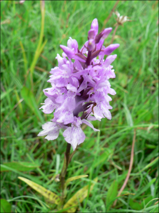 dactylorhiza fuschii