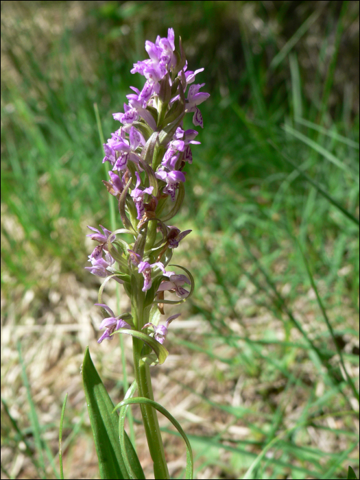 Dactylorhiza incarnata (=Orchis incarnata)