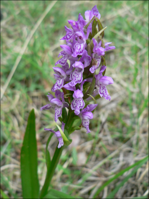 Dactylorhiza incarnata (=Orchis incarnata)