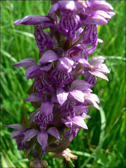 Dactylorhiza incarnata (=Orchis incarnata)