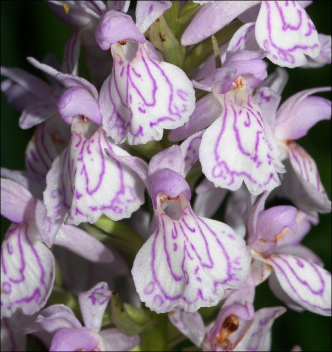 Dactylorhiza maculata Soo (=Orchis maculata)