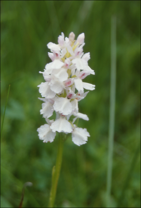 Dactylorhiza maculata Soo (=Orchis maculata)