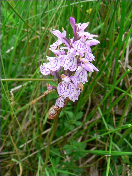 Dactylorhiza maculata Soo (=Orchis maculata)