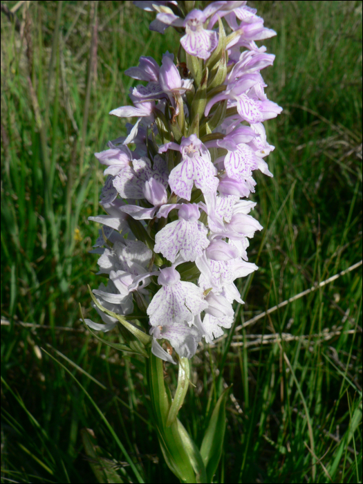 Dactylorhiza maculata Soo (=Orchis maculata)