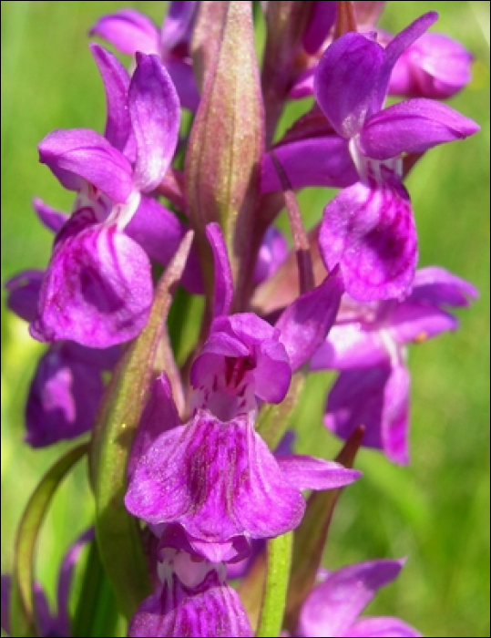 Dactylorhiza majalis Hunt (=Orchis latifolia)