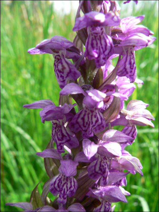 Dactylorhiza majalis Hunt (=Orchis latifolia)