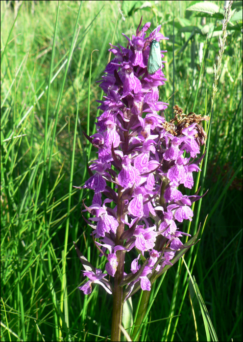 Dactylorhiza majalis Hunt (=Orchis latifolia)