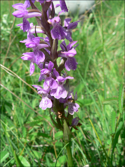 Dactylorhiza occitanica