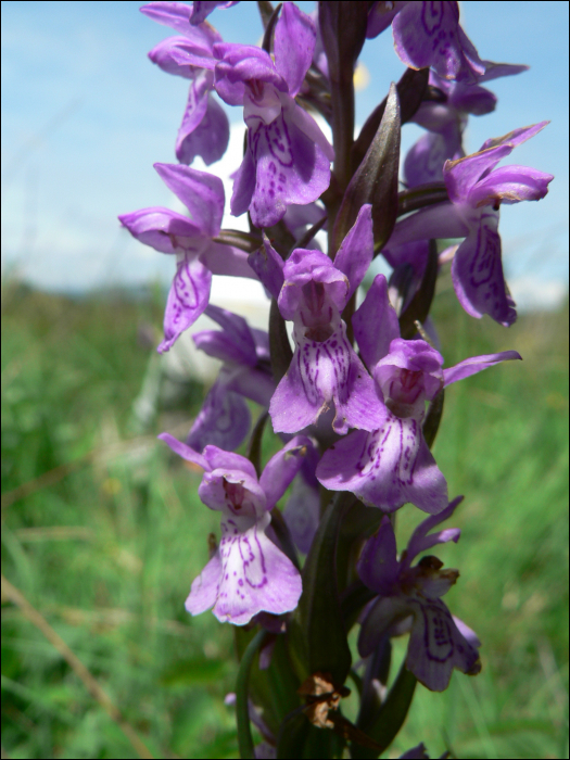 Dactylorhiza occitanica