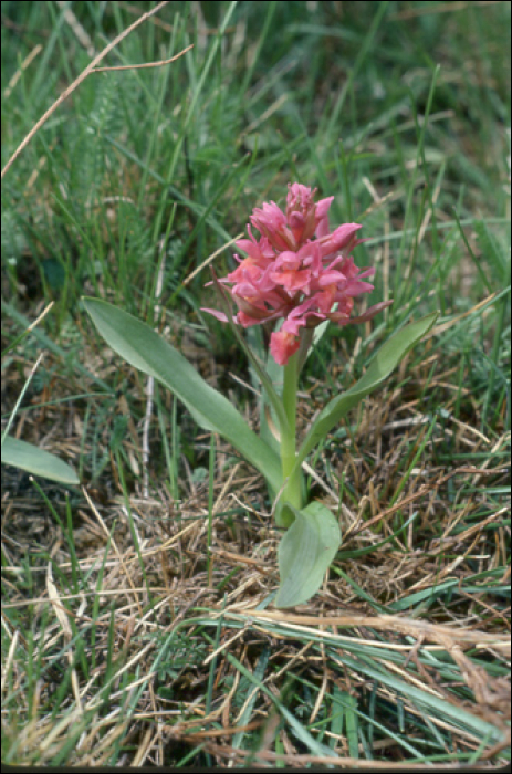 Dactylorhiza  sambucina Soo (=Orchis sambucina)