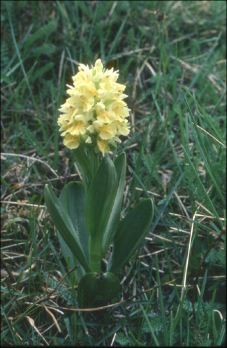 Dactylorhiza  sambucina Soo (=Orchis sambucina)