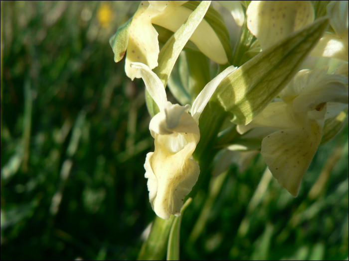 Dactylorhiza  sambucina Soo (=Orchis sambucina)