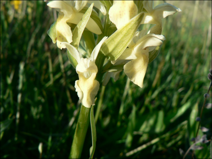 Dactylorhiza  sambucina Soo (=Orchis sambucina)