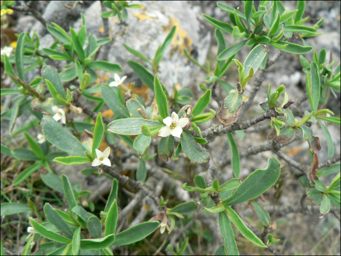 Daphne alpina