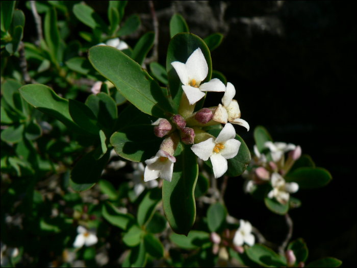 Daphne alpina