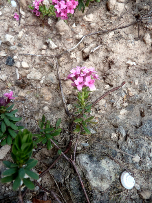 Daphne cneorum L.