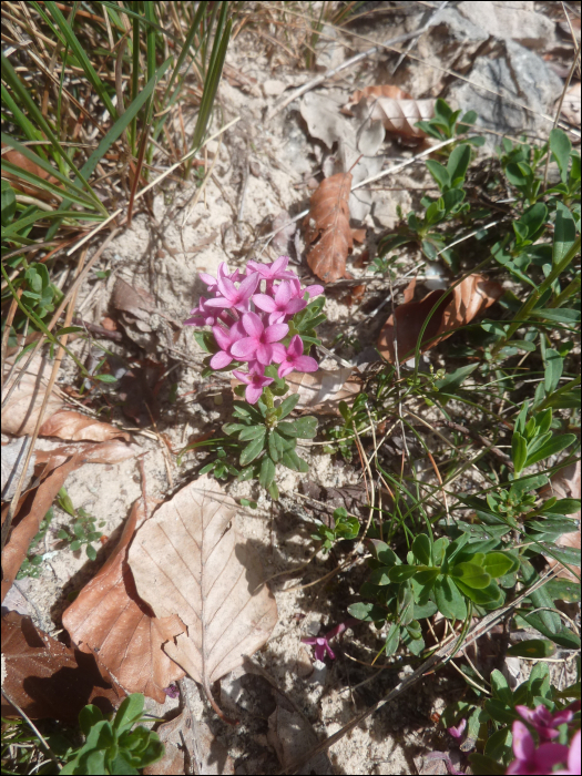 Daphne cneorum L.