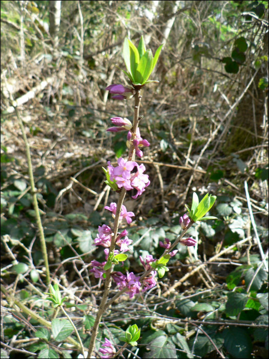 Daphne cneorum L.