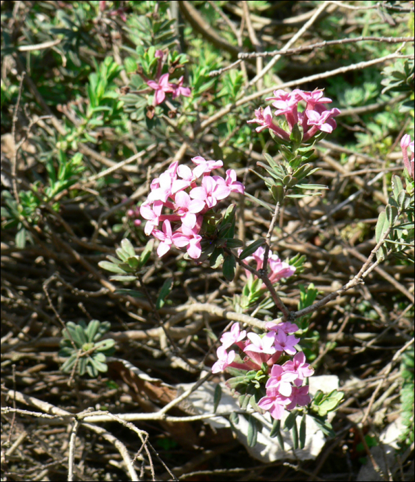 Daphne cneorum L.